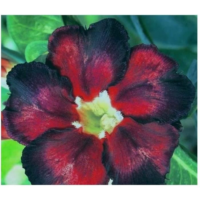 Interruttore Hager ESC425S Silenziatore Di Circuito, 25A, 4NA, 230V, Per Applicazioni Elettriche - Foto 9