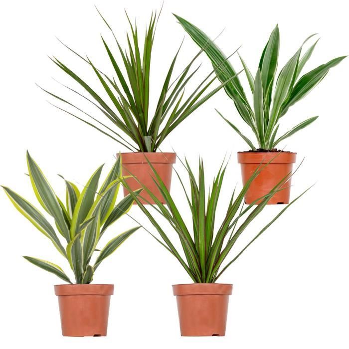 4x Dracaena Plantes d'intérieur Melange -Wahnecki-Marginata-Lemon-Bicolor - Purificateur d'air – D12 cm - H25-35