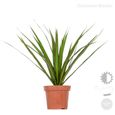 4x Dracaena Plantes d'intérieur Melange -Wahnecki-Marginata-Lemon-Bicolor - Purificateur d'air – D12 cm - H25-35-2