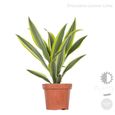 4x Dracaena Plantes d'intérieur Melange -Wahnecki-Marginata-Lemon-Bicolor - Purificateur d'air – D12 cm - H25-35-3