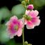 Graines Fleurs De Rose Trémière En Pot Jardin 10 Pcs 7