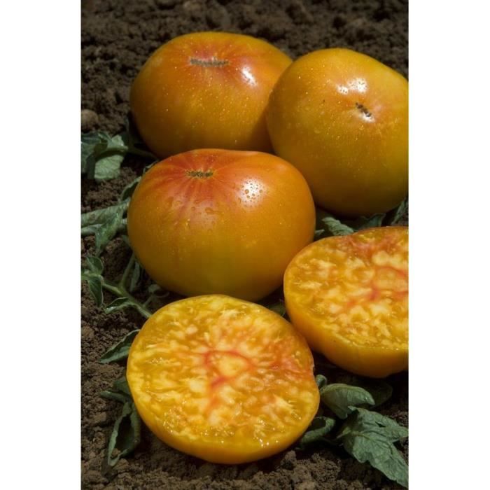Jardinage / Graine - Semence / Graine - Semence - Tomate ananas