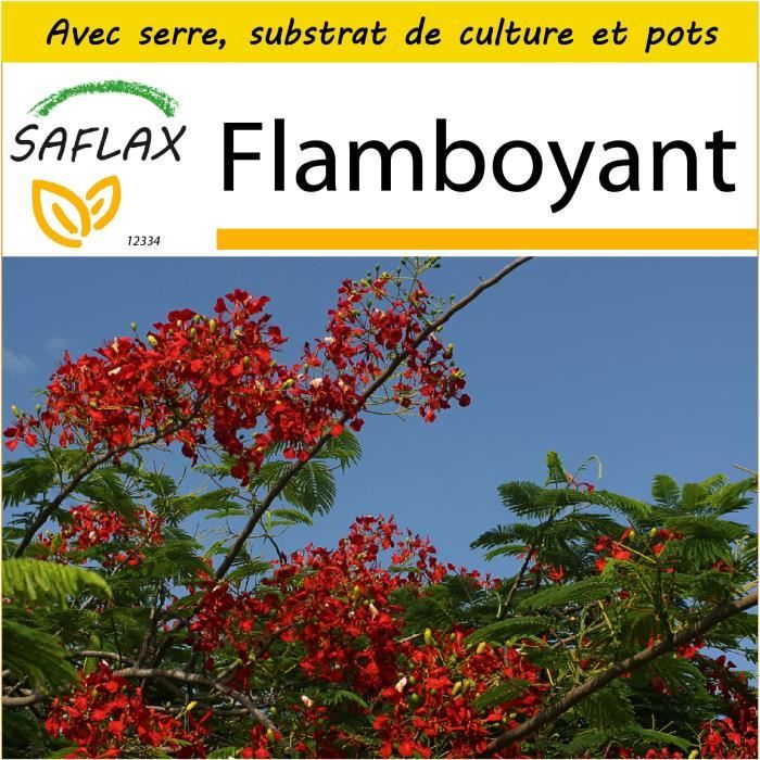 Delonix regia Jardin dans la boîte SAFLAX 6 graines Flamboyant