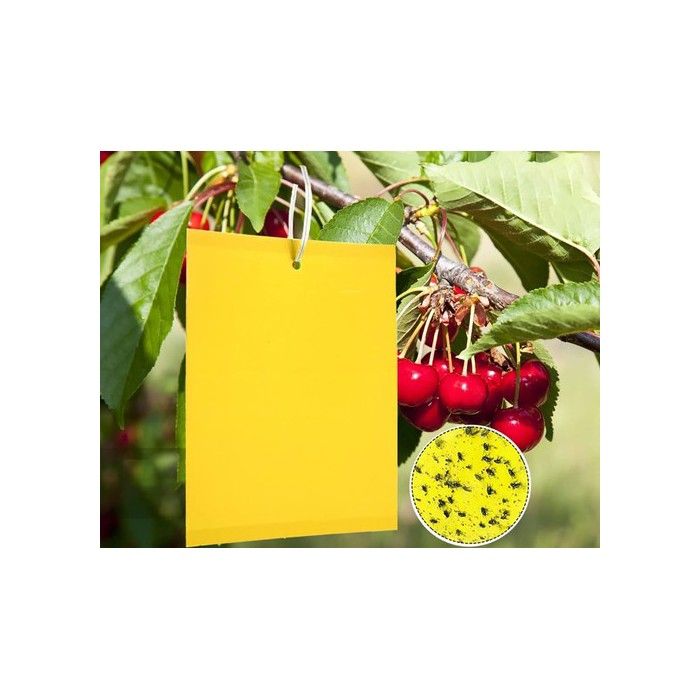 Pièges à insectes collants jaunes - 50 pièces - Dimensions 20x15 cm - Couleur jaune