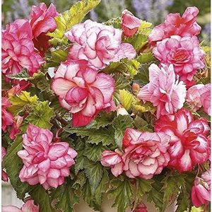 GRAINE - SEMENCE 100pcs Rose graines de Fleurs de bégonia Jardin Magique Bonsai Fleurs de semences Home A155