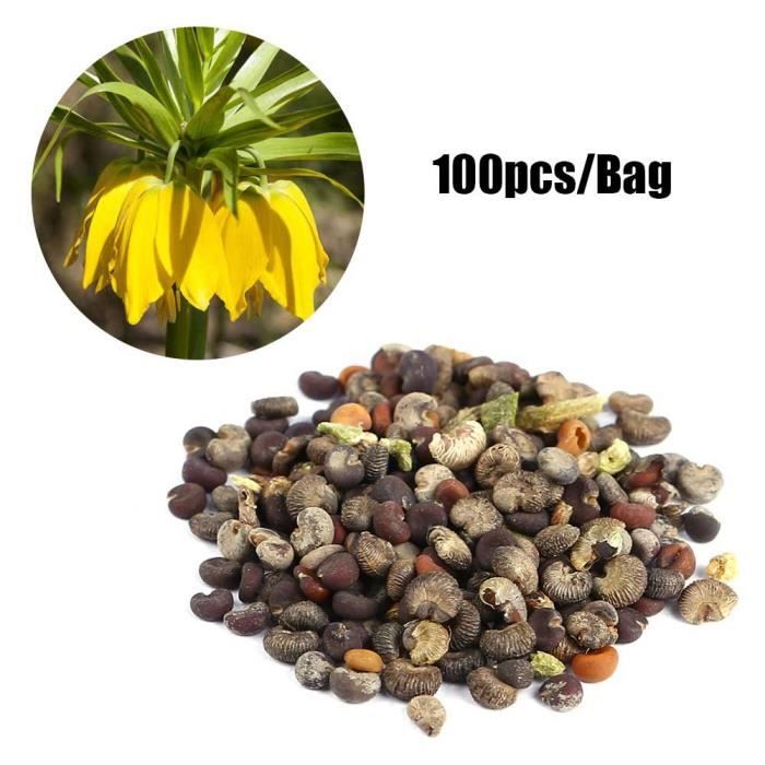 Graine semence 100 pcs Fritillaria Imperialis jaune fleur en pot graines de plantes maison-RAC