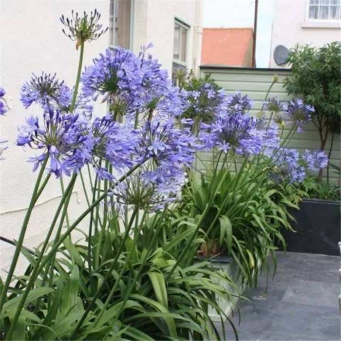 TEMPSA 30 Pcs Graine de fleur Agapanthe lis jardin maison