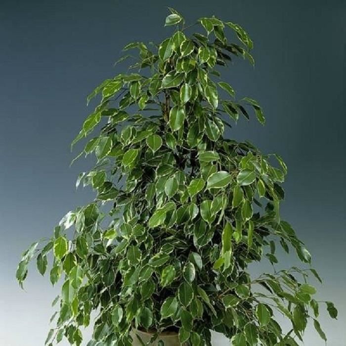 Ficus 'Golden King'-Feuilles bicolores vert et blanc-Plante d'intérieur-Diam.pot: 12 cm Hauteur plante: 20/30 cm-Croissance rapide