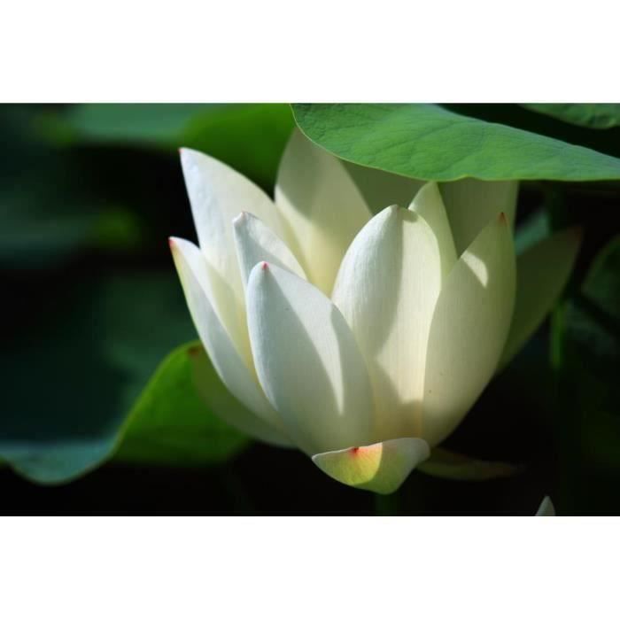 10 Graines Fleur De Lotus Mixcolor - Culture En Eau Pour Jardin, Bassin Ou Décoration Intérieure