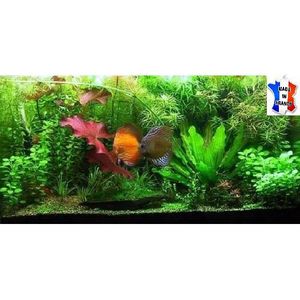 Ensemble de graines de plantes vivantes pour aquarium, plantes d'eau douce,  mini feuilles et herbe
