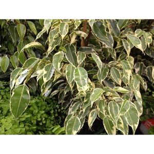 Encore 07154 Feuillage vert moyen 100 g