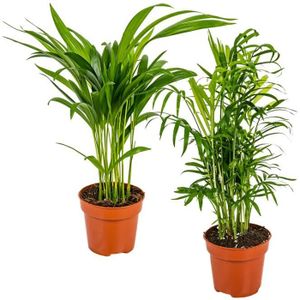 PLANTE POUSSÉE Mélange de palmiers d'intérieur - BLOOMIQUE - Dypsis-Chamaedorea - Facile d'entretien - H45 cm - Vert