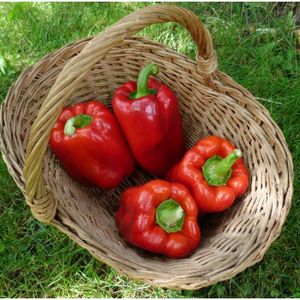 ❗ offre ❗ 60 graines de 12 légumes légumes Mix tomate concombre poivrons Brocoli