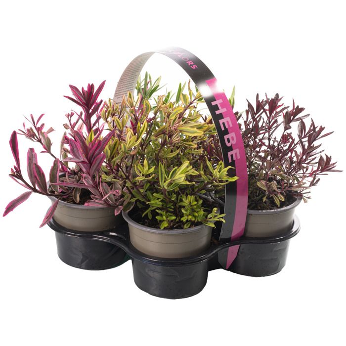 Plante D Exterieur Resistant Au Froid En Pot