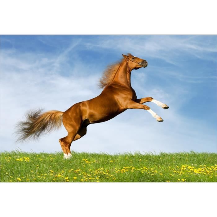 Stickers Muraux Deco Cheval Qui Saute Dimensions 90x130cm Cdiscount Maison