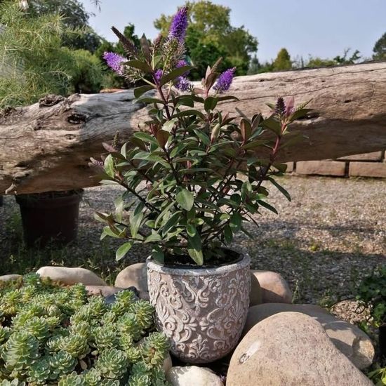 Cache Pot bac Fleur béton Pots Plantes en Ciment avec Ornament Gris  Jardinières résistant au Gel D'Intérieur et Extérieur 19x19x10cm :  : Jardin
