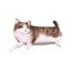 1 Pc Etui A Crayons Motif De Chat Mignon Dessin Anime Belle Papeterie Boite A Stylo Sacs Pour Tout Petits Filles Sac A Dos Achat Vente Trousse A Stylo
