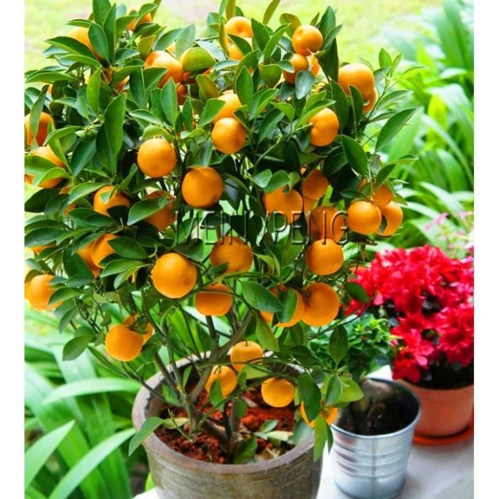 20 pcs bonsaï graines oranges NO OGM arbre mini bonsaï Balcon Patio en pot Arbres fruitiers Kumquat Graines Tangerine Citrus 
