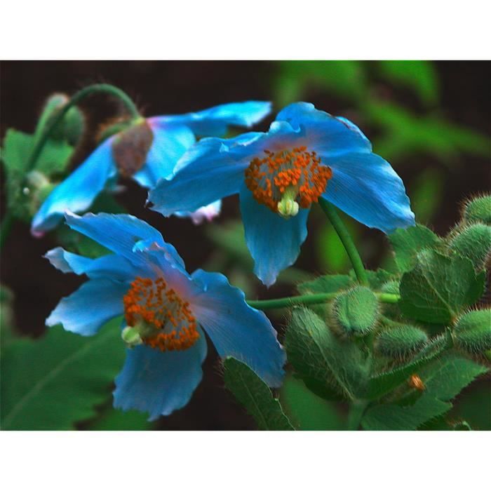 Lot de 100 graines de Pavot bleu - plantes vivaces