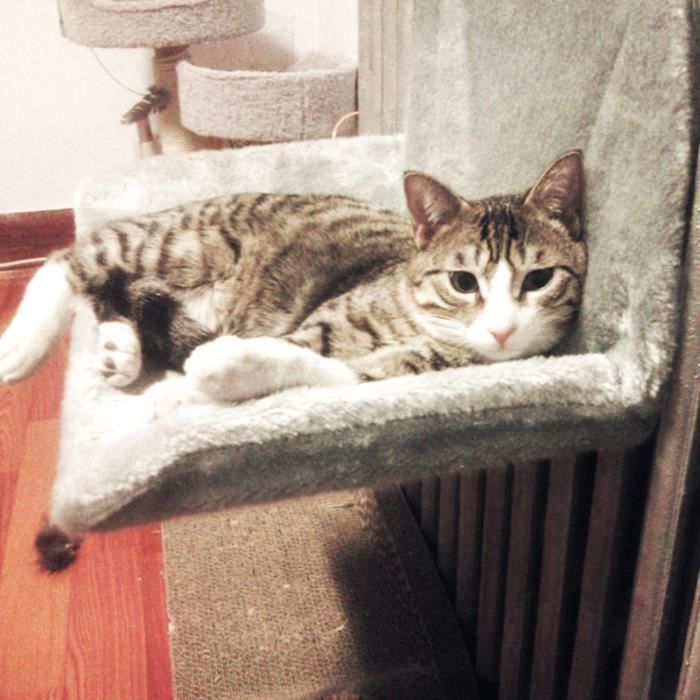 Chat Hamac Lit Panier Tapis Chaud Chaise Suspendu Crochet Etagere Housse Amovible Portable Gris Achat Vente Corbeille Coussin Chat Hamac Lit Panier Tapis Cdiscount Chat Hamac Lit Panier Tapis Chaud Chaise Suspendu Crochet Etagere Housse Amovible Portable Gris Achat Vente Corbeille Coussin Chat Hamac Lit Panier Tapis Cdiscount