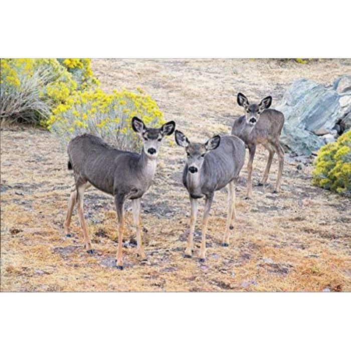 5D Diamond Painting Cerf Animal, DIY Broderie Diamant Painting Snowy Paysage Point De Croix