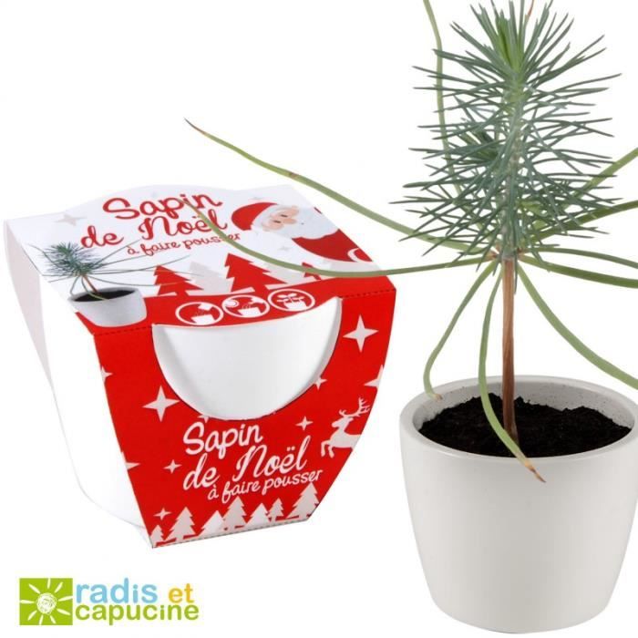 Sapin de Noël à semer dans son petit pot blanc 30-40 cm Jaune