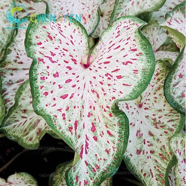 50Pcs Janpanse Graines Coleus Graines arc-en-dragon Feuillage Graines Outdoor Fleurissant Semences pour jardin Semences Ing 1