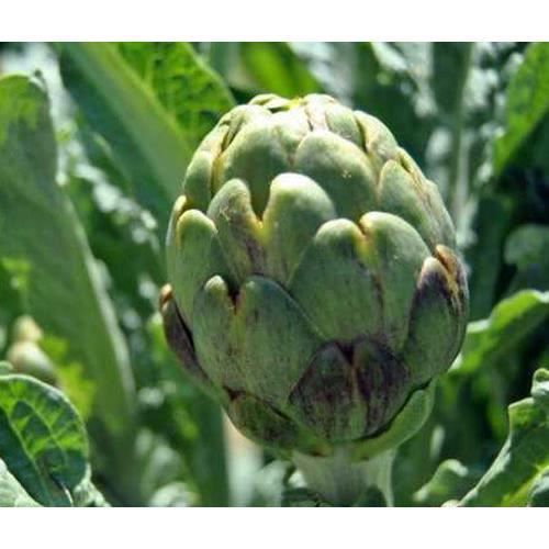 10 Graines D Artichaut Vert De Laon Achat Vente Graine