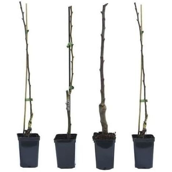 Comment Installer Un Arbre Fruitier Colonnaire