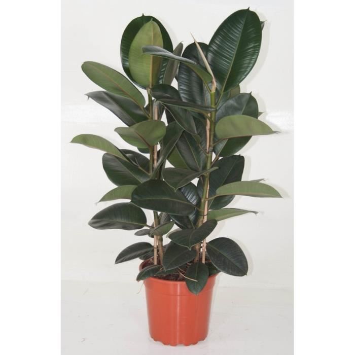 Plante caoutchouc-Ficus Elastica Robusta-Plante d’intérieur-Livrée hauteur 30-50cm-Feuillage brillant-Capacité dépolluante
