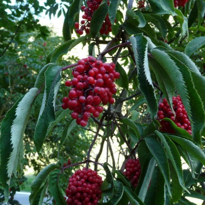 Future Plants By Randy Stewart Photinia