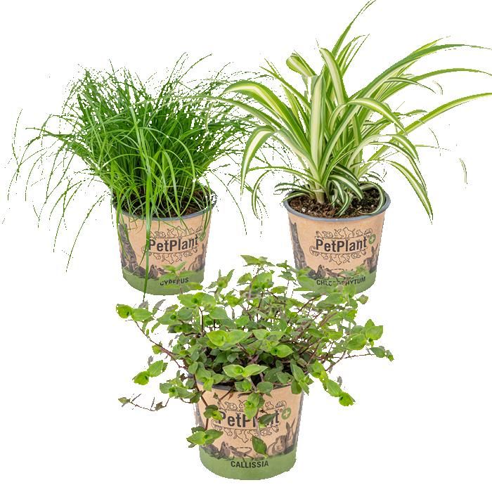 Set Di 3 Piante Da Interno Pet-friendly: Cyperus, Chlorophytum, Callisia | Vaso ⌀12 Cm Altezza 15-25 Cm - 4