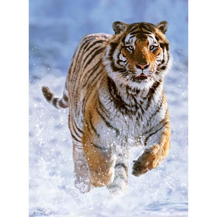 Puzzle 500 pièces - RAVENSBURGER - Tigre dans la neige - 49 x 36 cm - Thème Animaux - Dès 10 ans