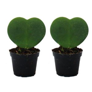 PLANTE POUSSÉE Set de 2 plantes Hoya kerii - feuille de coeur, plante de coeur ou petite chérie - en pot de 6cm