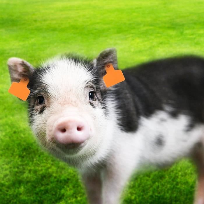 Pince à Étiqueter Oreille Animale - Pour Cochons, Vaches, Moutons - Alliage Aluminium Vert