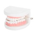Modèle de dentier Modèle de prothèse dentaire 28 pièces modèle de dents adultes standard outil d'enseignement médical -CHG-0