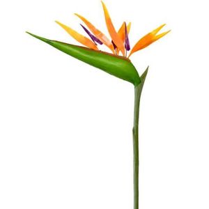 Fleur Du Paradis