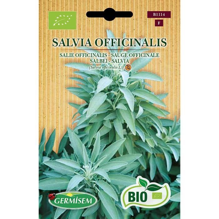 Sauge Officinale - Salvia Officinalis - Bio - La Serre Ô Délices