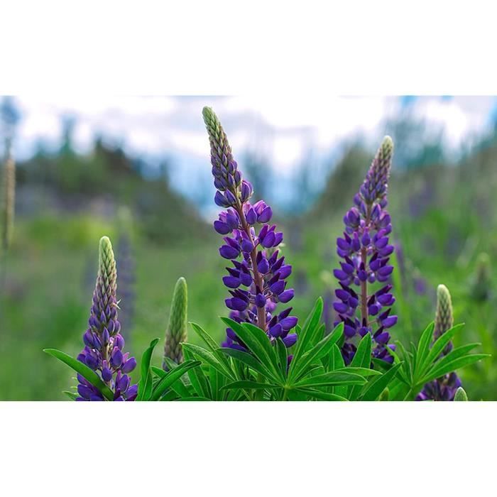 Graines De Lupin Nain Russel - 250 Graines Reproductibles Bio Pour Jardin Fleuri | Semences Paysannes Non Hybrides - 3