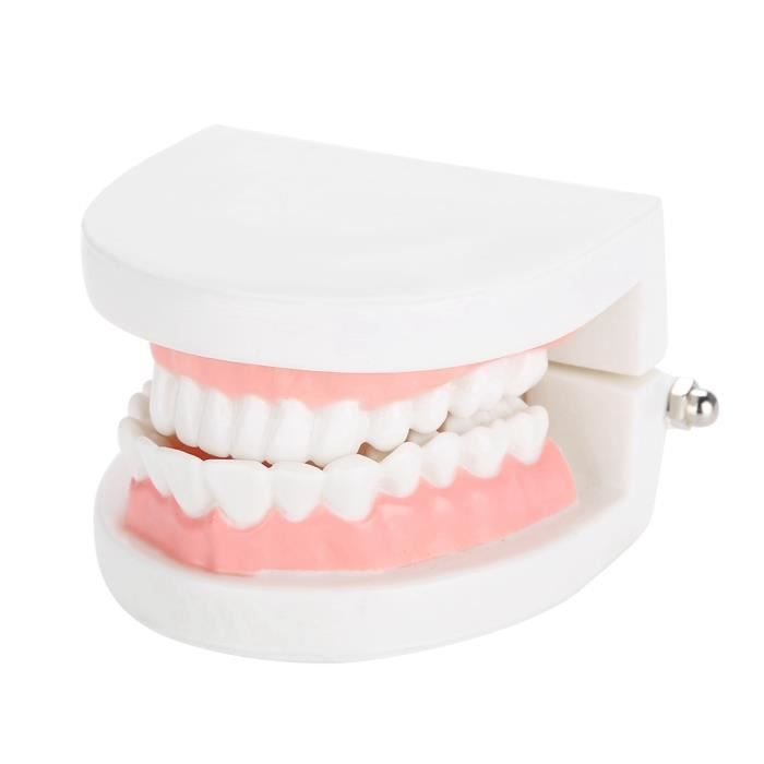 Modèle de dentier Modèle de prothèse dentaire 28 pièces modèle de dents adultes standard outil d'enseignement médical -CHG