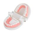 Modèle de dentier Modèle de prothèse dentaire 28 pièces modèle de dents adultes standard outil d'enseignement médical -CHG-1