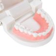 Modèle de dentier Modèle de prothèse dentaire 28 pièces modèle de dents adultes standard outil d'enseignement médical -CHG-2