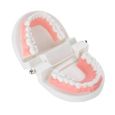 Modèle de dentier Modèle de prothèse dentaire 28 pièces modèle de dents adultes standard outil d'enseignement médical -CHG-3