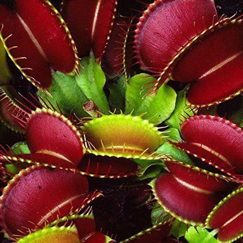 100 Graines Attrappe-mouches - Dionaea muscipula / Dionée