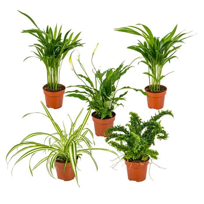 Lot De 4 Plantes D'intérieur Dépolluantes - Dracaena, Dypsis, Chamaedorea, Chlorophytum - 20-40 Cm Avec Panier