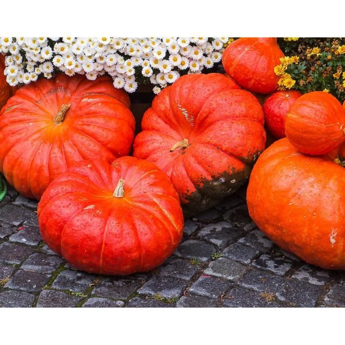 Lot de 25 Graines de Potiron-Giraumon Rouge - Variété Françaises ...