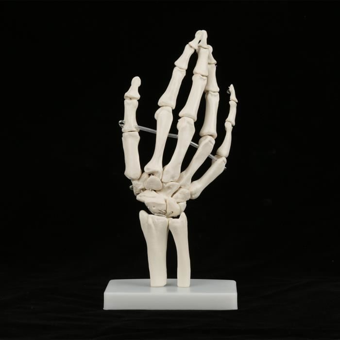 Squelette anatomique articulé de taille réelle