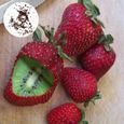 300 pièces-sac grainent de kiwi fraise douce vivace légère facile à cultiver les graines de plantes pour couloir.-0