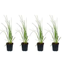 XL Cortaderia 'Mini Pampas' - Herbe de la pampa naine par 4 pièces - Plante d'extérieur en pot de culture D17 cm - H25 cm.