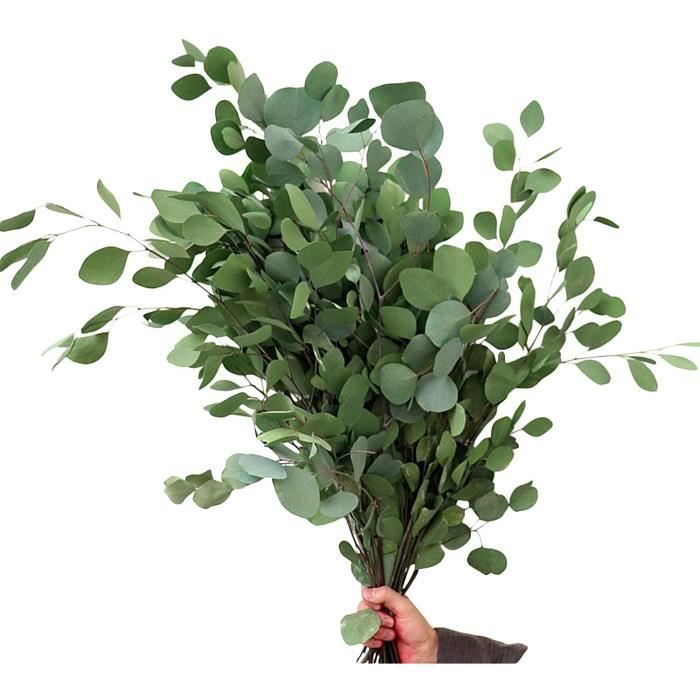 Fleurs séchées Generp Bouquet de feuilles d'eucalyptus Eucalyptus séché éternel Fleur unique et durable de 218